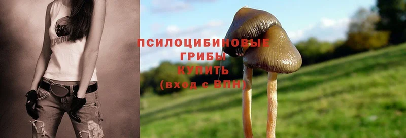 Псилоцибиновые грибы Psilocybe  хочу   Комсомольск 